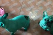 タイで発見。緑色に染まっちゃったブルドッグたち。その真相は？