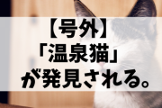 【癒し】猫だって温泉に入りたい！　嬉野で「温泉猫」が発見される