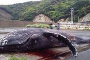 「見世物にするな」北欧の伝統的なクジラ追い込み漁に反捕鯨団体がブチ切れ声明ｗｗｗｗｗｗｗ