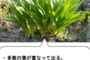 彡(^)(^)｢玉ねぎ生えとるやん！食ったろ！｣→彡()()　有毒なイヌサフランを食べて高齢者死亡