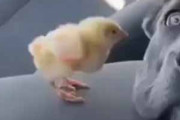 犬にヒヨコが近づいた。でっかい顔をツンツン♪ → すると犬はこうしちゃう…
