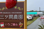 【悲報】 いちご農家に転身した元中日・三ツ間、同業者からイジメを受ける