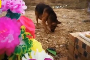 愛する飼い主はここにいる。墓場を必死に掘り起こそうとする老犬（中国）