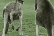 【gif】カンガルーの玉遊びｗｗｗｗｗｗｗ