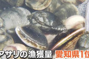 愛知の海がきれい過ぎてアサリ激減、環境保護と漁業の調和に向けて