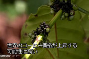 【悲報】コーヒー高騰へ　第2位の生産国ベトナムの干ばつで