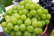 【話題】韓国産シャインマスカット、価格暴落で中国向け輸出減少…「皮が硬くて不味い？」