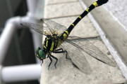 【画像】変な色のトンボいるｗｗｗｗｗｗｗｗｗｗｗｗｗｗｗｗｗｗｗｗｗｗ