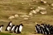 反対方向からやってきたペンギンの集団がすれ違うと何が起こる？→「こんな面白いシーンは見たことがない」