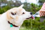 イッヌ「お、水でてるやんけ飲んだろ！」