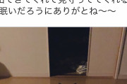【画像】猫さんwwwwwバカな旦那より頼りになる模様wwwww