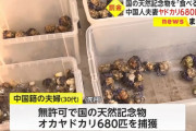 「食べるつもりだった」天然記念物のオカヤドカリ680匹捕獲の中国籍夫婦に罰金20万円の支払命令…那覇簡易裁判所！