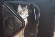 中身を新ケースに移していたら  いつの間にか猫に古いの占領された