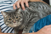 「私より猫を大事にしている！」という理由で妻が夫を訴える（インド）