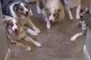 ８匹のイヌが階段の下でくつろいでいた。順番に名前を呼んでみる → 賢い犬はこうなります…