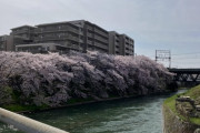 京都市民やけど京都観光する～伏見の桜編～