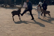 【動画】中国人おじさん、奈良の鹿を蹴りまくる