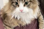 【悲報】でっかい北欧猫、毛量詐欺だった