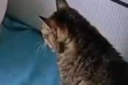 猫はベッドの前で待っていた。中の温度、ＯＫ！ → 飼い主はドライヤーでこうします…