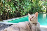 ホテルを探すなら猫付きで！猫が常駐する世界のホテルを紹介「Hotels With Cats (猫がいるホテル)」