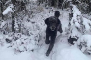 【悲報】ウチのバカ犬、「雪」におおはしゃぎ