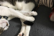 【ねこ画像】はしゃぐ子供にがぶりと制裁する猫さん…これはガブリエルですねwww