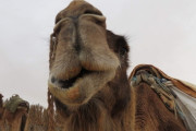 【悲報】美人ラクダ度を競う「美ラクダコンテスト」で整形手術を受けた40頭以上のラクダが失格へｗｗｗｗｗｗ