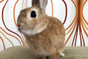【画像】セクシーすぎる兎が発見される