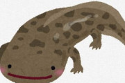 【京大研究】サンショウウオ「東京出身です。」 ← 実は福島出身だった　トウキョウサンショウウオ改めイワキサンショウウオ　福島で展示