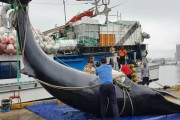 【動画あり】韓国人「また韓国人がクジラを殺した？」偶然４０００万ウオンのクジラが死んだ状態で網に掛かって居るのが発見される‥　韓国の反応
