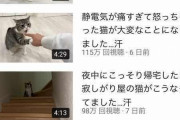 【朗報】超大手猫YouTuberの年収がやばすぎるｗｗｗｗｗｗｗｗｗｗｗｗ