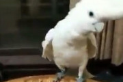 【朗報】インコさん、動物界最強の陽キャだった