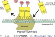 なんJ民、細胞内で発見される