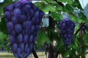【画像】あの『FF14』名物「ローポリぶどう」、最新のグラフィックアップデートの結果とんでもなく進化してしまうｗｗｗｗｗ