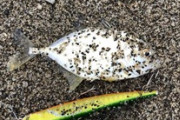 夕方から釣りしてきたから晒す、この魚なんだろう（※画像あり）