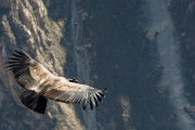 巨大コンドルは170kmを「1回も羽ばたかず」に飛べる　イギリスの研究チーム