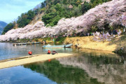 絶景が広がる「海津大崎の桜」を愛でるお花見船が春の風物詩に