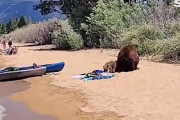 人が賑わうビーチに熊の親子が水浴びにやってきたー！猛烈な暑さが襲う米南西部