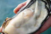 一番美味い牡蠣の食べ方「生」「焼き」「フライ」の中で選ぶなら
