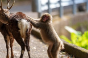 【屋久島】サルがシカにまたがる「性行為」が拡大…何が起こっている？