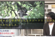 旭川市で熊が噛んだエナジードリンクの缶が見つかり住民戦慄…「エナドリを飲んだ熊はヤバい」