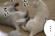 ネコが寝転んだまま「猫キック」をしていた。しかし相手の猫には届かない。ノーダメージだ！ → と思ったら…
