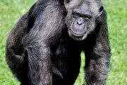 【悲報】ワイ、少し賢いチンパンジー程度のIQしかなかった・・・