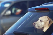 さっきスーパーに止まってる車の中に犬いたんだが・・・・