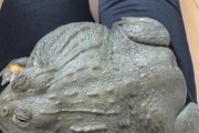 【悲報】カエルさん、デカすぎる