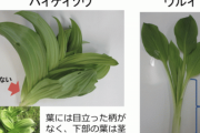 山菜のウルイと有毒のバイケイソウを食べて60代男性が食中毒