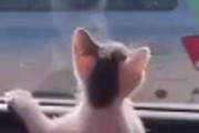 子ネコをはじめて車に乗せてみた。窓の外に興味津々♪ → 子猫はこうなります…