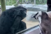 【かわええ】オランウータンと初めて出会ったペンギンの反応がこちら（動画あり）