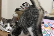 猫「おら肛門みろおら」ワイ「ﾌｯ!!（吹）」