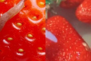 【画像】イチゴを塩水で洗ってないやつ、ガチでヤバいぞwww
